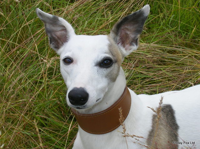Padded Leather Whippet Collar